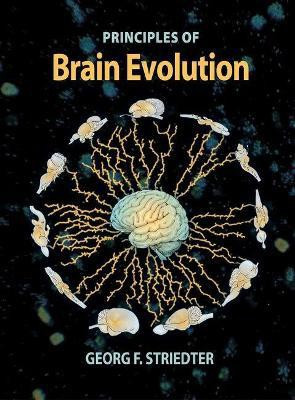 Principles of Brain Evolution(English, Hardcover, Striedter Georg F.)