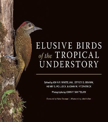 Elusive Birds of the Tropical Understory(English, Hardcover, unknown)