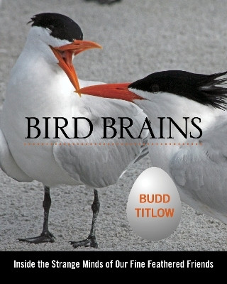 Bird Brains(English, Hardcover, Titlow Budd)