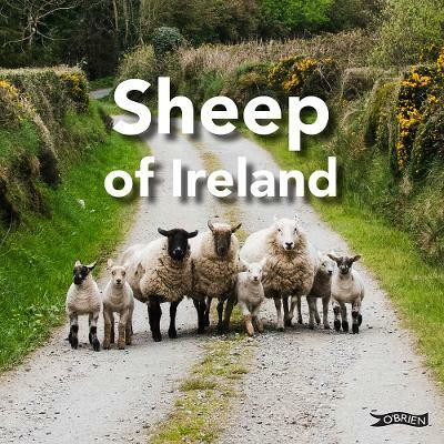 Sheep of Ireland(English, Hardcover, O'Connor Sarah)