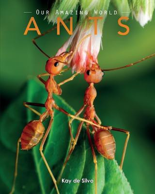 Ants(English, Paperback, De Silva Kay)