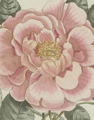 John Derian Picture Book II(English, Hardcover, Derian John)