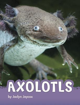 Axolotls(English, Paperback, Jaycox Jaclyn)
