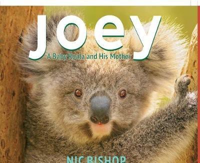 Joey: A Baby Koala and His Mother(English, Hardcover, Bishop Nic)