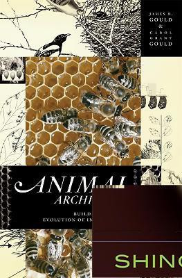 Animal Architects(English, Paperback, Gould Carol)