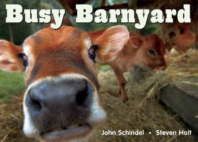 Busy Barnyard(English, Board book, Schindel John)
