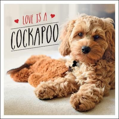 Love is a Cockapoo(English, Hardcover, Ellis Charlie)