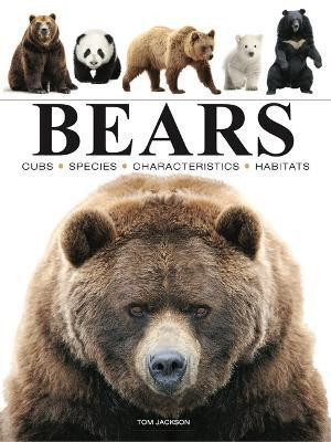 Bears(English, Paperback, Jackson Tom)