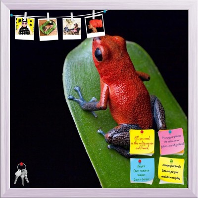 Artzfolio Red Poison Dart Frog Blue Legs Notice Pin Board White Frame 20x20inch (51x51cms) Cork Bulletin Board(Multicolor 20 x 20 inch (51 x 51 cms))