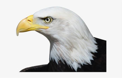 MODAROCK Sticker & Decal for Bike(Multicolor)