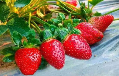 hybrid strawberry Maa anandaya moi nursury Free Standing Cat Tree deal from flipkart