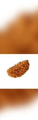 Rudraksha Ek Mukhi Original rudraksha Wood Charm Set(Pack of 2)