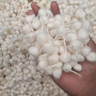 Tirupati Enterprises Cotton Wicks Long Diya Batti for Daily Used in Pooja/Festival batiiii Cotton Wick(Pack of 500)