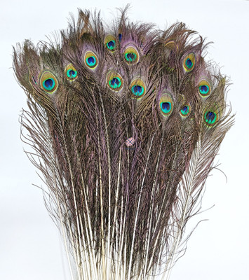 Pencraft Pack of 40 Decorative Feathers(30 CM Peacock Feather)