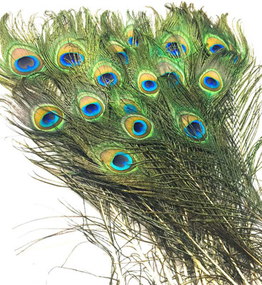 Village Kraft Pack of 10 Decorative Feathers(25 inches Peacock Feather)