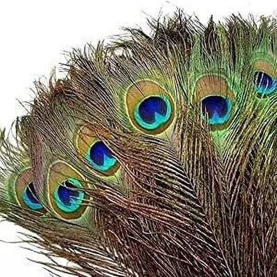 Raga Plus Pack of 12 Decorative Feathers(45 cm Peacock Feather)