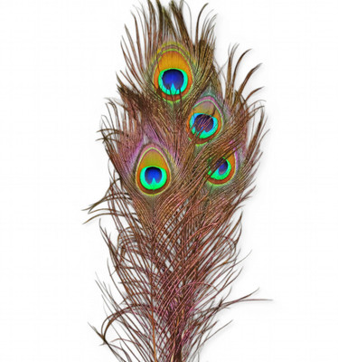 Vrindmart Pack of 4 Decorative Feathers(45cm Peacock Feather)
