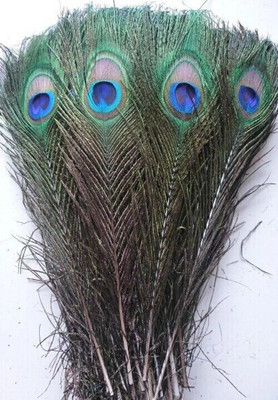radhey collection Pack of 3 Decorative Feathers(20 Centimeters Peacock Feather)