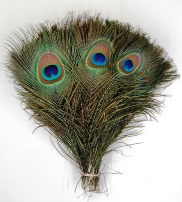 Raga Plus Pack of 12 Decorative Feathers(45 cm Peacock Feather)