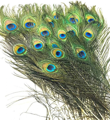 Theprimehub Pack of 3 Decorative Feathers(22 Peacock Feather)