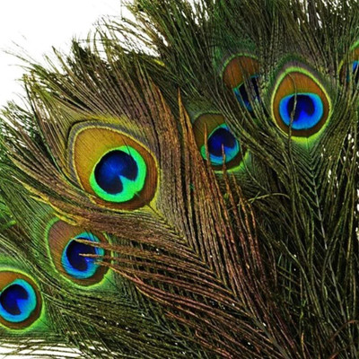 Rajmart Global Pack of 4 Decorative Feathers(22 Peacock Feather)