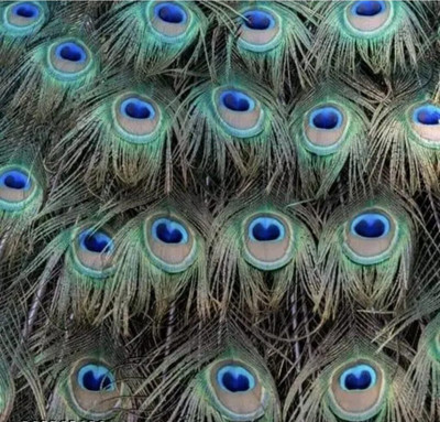 Rajmart Global Pack of 5 Decorative Feathers(Real Mor Pankh for Book Mark / Pooja Room Decor Laddu Gopal & Saraswati Ji Pooja Peacock Feather)