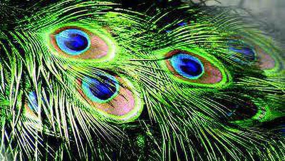Raga Plus Pack of 20 Decorative Feathers(45 cm Peacock Feather)