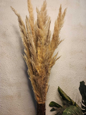 Sorcish Pack of 20 Decorative Feathers(0 Synthetic Material) deal from flipkart