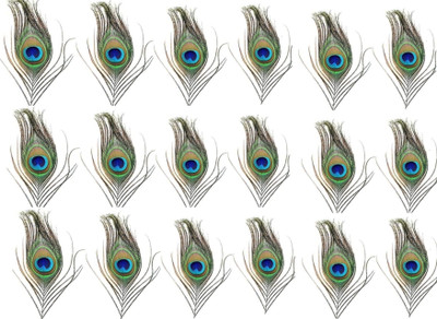 Rajmart Global Pack of 18 Decorative Feathers(18 CM Cutting Mor Pankh Tail Eyes for Krishna Ji, Book Mark & Home Décoration Peacock Feather)