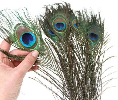 INTUF Pack of 3 Decorative Feathers(22 Peacock Feather)