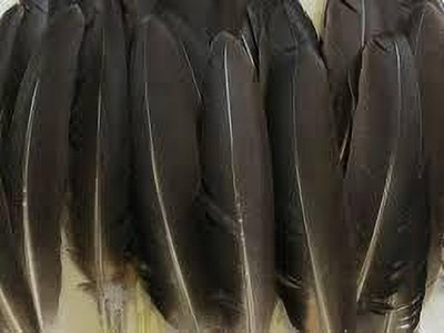 Mighty Pack of 10 Decorative Feathers(17 Synthetic Material)