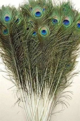 Raga Plus Pack of 10 Decorative Feathers(45 cm Peacock Feather)