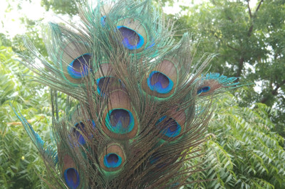 MUTHA Pack of 5 Decorative Feathers(5 Peacock Feather)