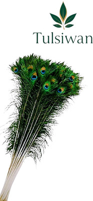 Tulsiwan Pack of 20 Decorative Feathers(20 Peacock Feather)