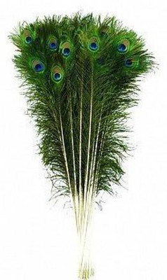 Raga Plus Pack of 20 Decorative Feathers(45 cm Peacock Feather)