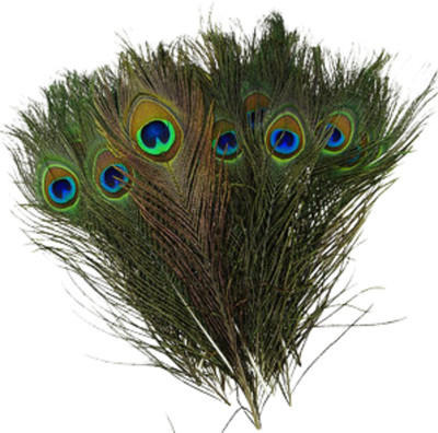 mangla handicraftaza Pack of 10 Decorative Feathers(53 Peacock Feather)