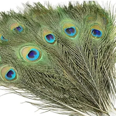 SanatanDharohar Pack of 3 Decorative Feathers(22 Peacock Feather)