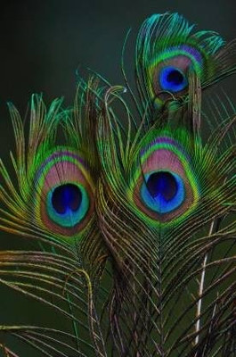 PARNAIRA Pack of 12 Decorative Feathers(45-50 Peacock Feather)