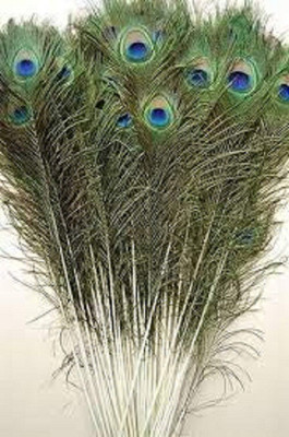 Raga Plus Pack of 12 Decorative Feathers(45 cm Peacock Feather)