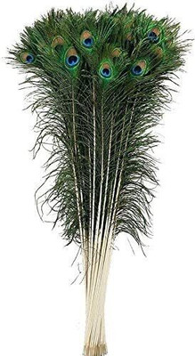 Urvi Pack of 20 Decorative Feathers(45 cm Peacock Feather)