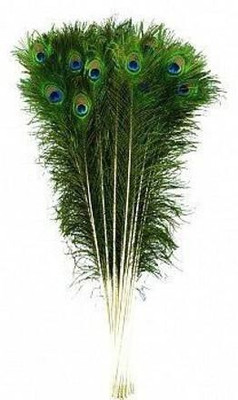 Urvi Pack of 10 Decorative Feathers(45 cm Peacock Feather)