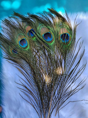 Urvi Pack of 5 Decorative Feathers(45 cm Peacock Feather)