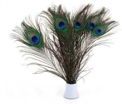 Urvi Pack of 15 Decorative Feathers(24 cm Peacock Feather)