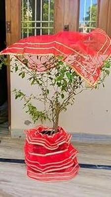 Agroha Tulsi Ji Poshak | Traditional Lehenga & Chunni Dress(Nylon)