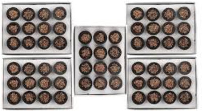 Airofine Fragrance Google Dhoop Cup_2023:02T Guggul, Frankincense Dhoop(Pack of 5)