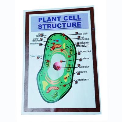 MELODY's Plant Cell Structure- Biology Working Science Model for School. Educational Electronic Hobby Kit