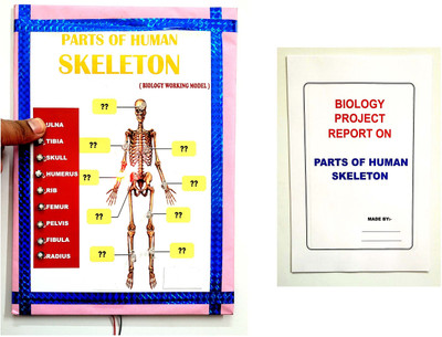 ONTEX ELECTRONICS Parts of Human Skeleton with Skeletal Educational Biology Working Project Model Educational Electronic Hobby Kit