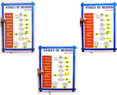 ONTEX ELECTRONICS Stages of Meiosis & Mitosis Cell Division Biology Working Project Model Educational Electronic Hobby Kit