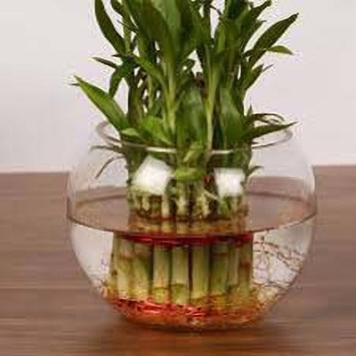 NOGAIYA 3.5 L Fish Bowl