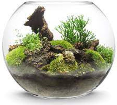 NOAGAIYA 3.5 L Fish Bowl